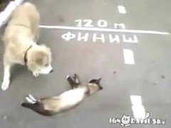 Hài hước mèo giả chết 'dọa' chó