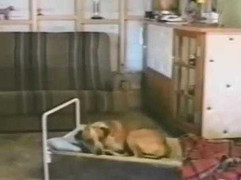 Tròn mắt xem chó lên giường 'đắp chăn' ngủ như người