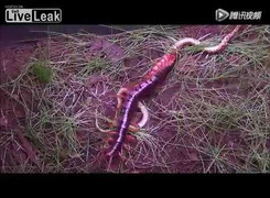 Ác chiến kinh hoàng giữa rắn và rết khổng lồ