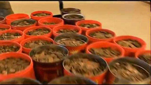 Mang hơn 220kg tiền xu đi đổi tiền giấy ở ngân hàng