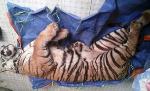 Xác hổ hơn nửa tỉ đồng nằm trong tủ đá