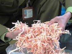 Cận cảnh 340kg mực sấy khô làm từ sắn