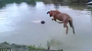 Chú chó trung thành, lao xuống nước cứu chủ