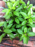 Bài thuốc kỳ diệu chữa dứt điểm bệnh tiểu đường không tốn tiền