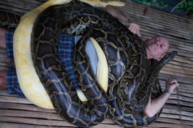 Massage bằng trăn khổng lồ, bạn có dám thử?