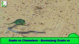 Cuộc chiến gay cấn giữa rắn và tắc kè hoa