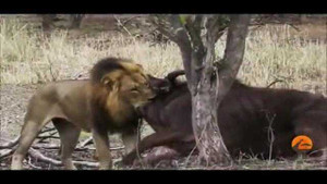 Sư tử truy sát thảm hại mẹ con trâu rừng