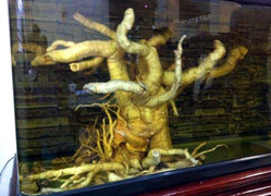 Bể rượu 500 lít ngâm củ đinh lăng khủng nhất Việt Nam