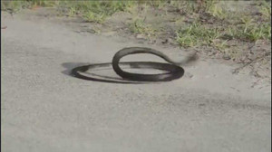 Rắn 'nhảy điên cuồng' giữa đường
