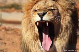 Clip: Voi rừng xấu số bị đàn sư tử xâu xé