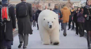 Gấu Bắc cực khổng lồ lang thang trên đường phố London