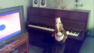 Kinh ngạc xem chó đánh đàn piano