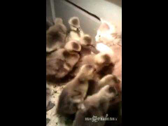 Hài hước cảnh mẹ mèo, con vịt