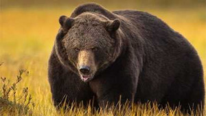 Clip: Gấu đen dũng mãnh quật ngã chúa sơn lâm