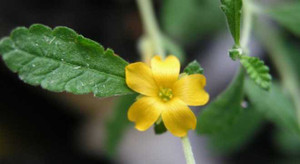 Kỳ lạ lá cây khiến cụ ông ‘khỏe’ hơn cả thanh niên