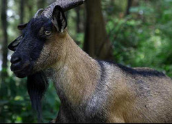 Cách chế biến tinh hoàn dê thành 'thần dược' phòng the