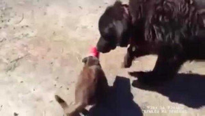 Thú vị cảnh chó giúp giải thoát mèo khỏi chiếc cốc