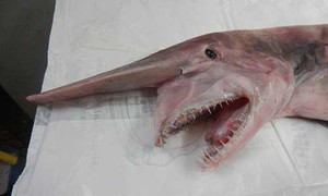 Cá mập yêu tinh sa lưới ngư dân Australia