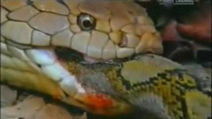 Xem hổ mang chúa tung cú đớp sấm sét, nuốt chửng trăn