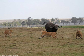 Hài hước sư tử sợ trâu không dám đến gần