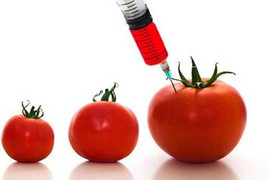Thực phẩm biến đổi gen có ảnh hưởng tới sức khoẻ?