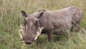 Clip: Lợn rừng điên cuồng xông vào nhà hàng gây náo loạn