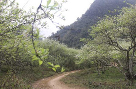 Tour du lịch Mộc Châu hút khách mùa hoa mận nở
