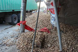 Container chở khoai mì lật nhào 'rào' cửa nhà dân