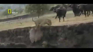 Clip: Trâu rừng dồn sư tử rơi xuống vực thảm hại