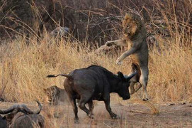 Trâu rừng ác chiến với sư tử