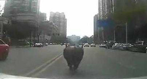 Cảnh sát Trung Quốc truy bắt bò điên trên phố