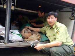 Liên tiếp bắt 2 xe khách chở 'chui' động vật hoang dã
