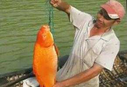 Clip: Câu được cá chép vàng 'khủng' ở Lâm Đồng