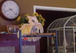 Clip: Chú vẹt quái chiêu diễn lại cảnh vợ chồng cãi vã