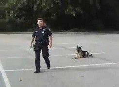 Video: Chó nghiệp vụ diễn tập thông minh