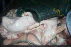 Hãi hùng 400kg lợn chết thối tuồn về lò mổ