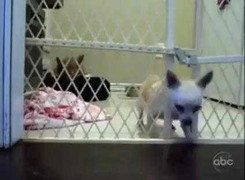 Cười vỡ bụng với màn phá cũi của chó