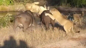 Trâu rừng húc văng sư tử để cứu bạn