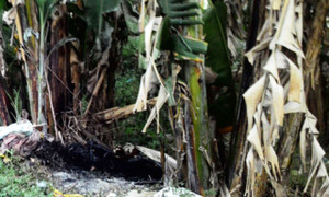 Nghi can đốt xác người đàn bà bị bắt