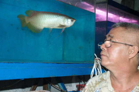 Cá huyết long 20 triệu đồng làm quà biếu Tết