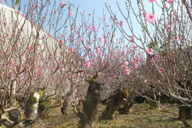 Người trồng đào Bắc Hà thấp thỏm lo mất Tết