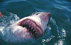 Thợ lặn liều mình xem hàm cá mập gớm ghiếc