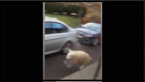 Hài hước cừu hoang tưởng nghĩ mình là chó