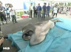 Clip: Bắt được cá mập miệng rộng 100 tuổi