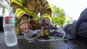 Cảm động cảnh lính cứu hỏa cứu mèo bị mắc kẹt trong đám cháy