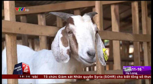 'Sốt' dịch vụ cho thuê Dê chơi Tết Ất Mùi