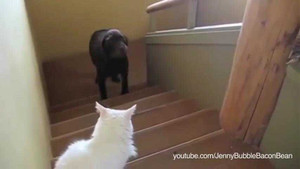 Hài hước chó sợ mèo không dám đi qua