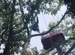 Công nhân cây xanh vắt vẻo 'làm xiếc' trên ngọn cây ngày cận Tết