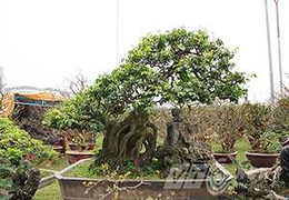 Cây cảnh giá 'khủng' ở chợ hoa Xuân Đà Nẵng