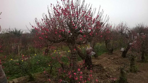 Giàu to nhờ đào cổ thụ dịp Tết Nguyên đán